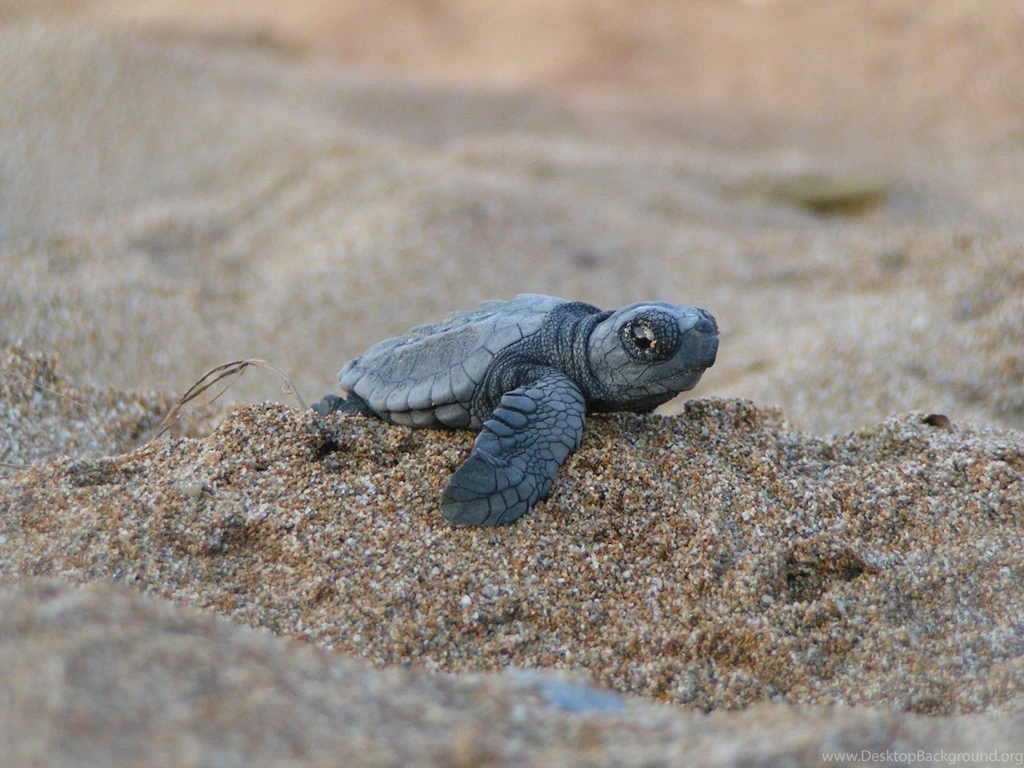 Cute Baby Turtles Wallpaper Backgrounds ANIMALS ANIMALS