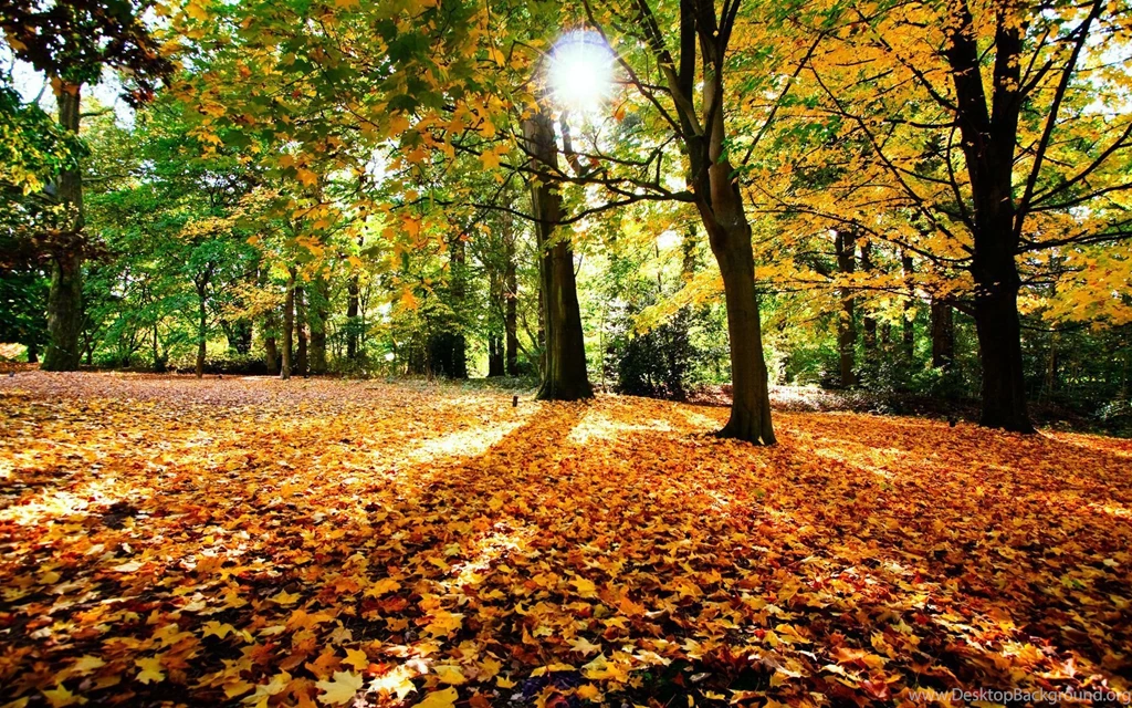 Autumn Leaves Desktop Wallpapers