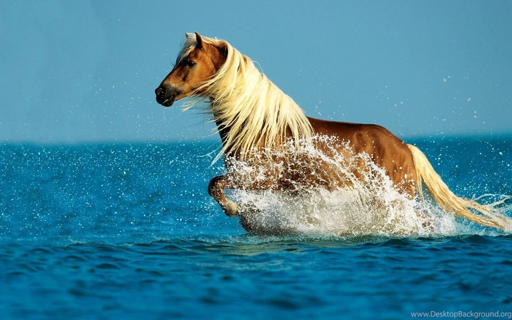 Sea HD Animal Wallpapers