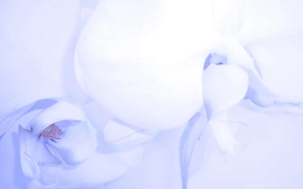 Baby Blue Orchid   (