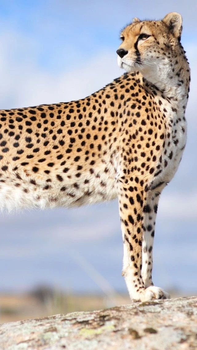 Majestic Cheetah Cat