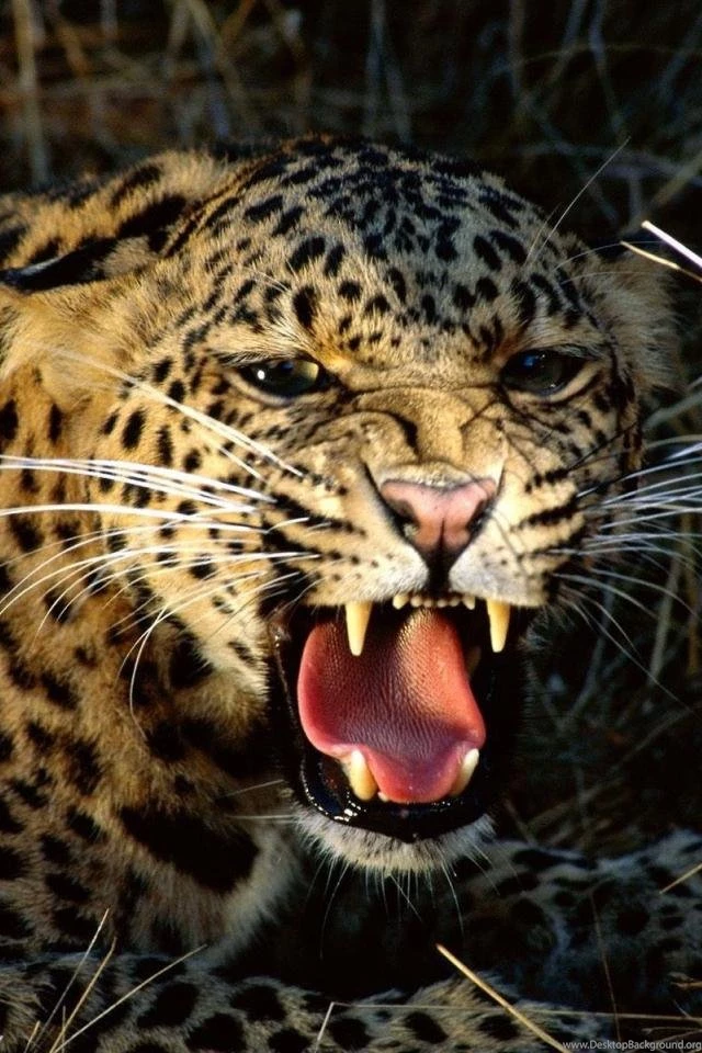 Wallpapers 640x960 i phone snarling cheetah i phone hd.jpg