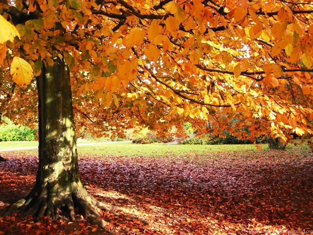Fall Trees Backgrounds