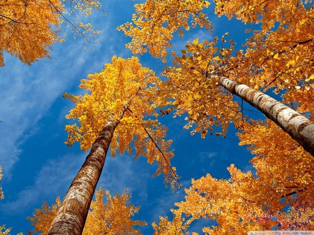 Fall Trees HD Desktop Wallpapers : Widescreen : High Definition ...