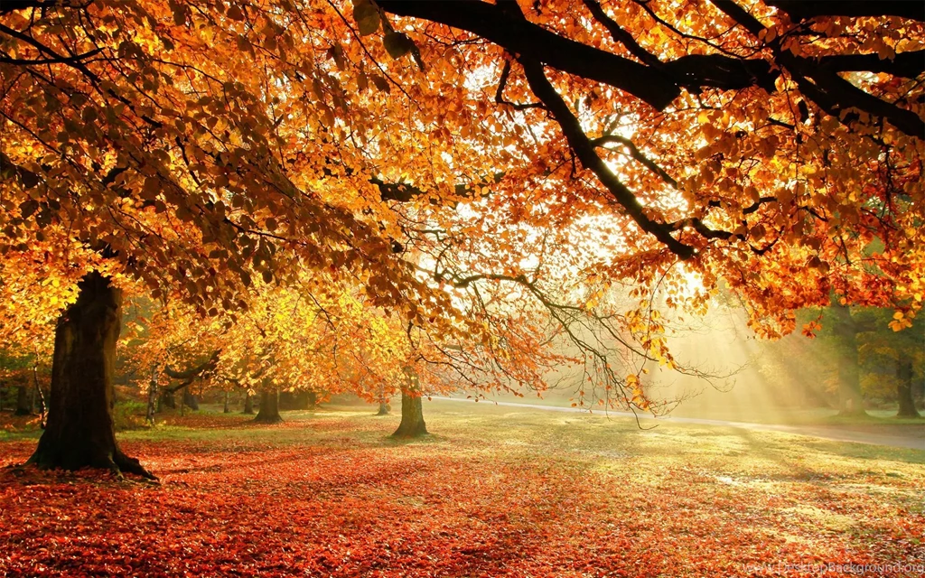Fall Trees Desktop Backgrounds