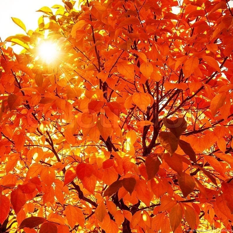 Natural Autumnal Background, Red Dry Tree Foliage, Beautiful Trees ...