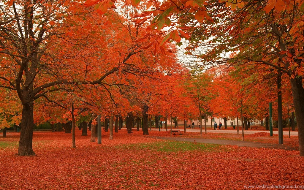 Gallery For   Autumn Trees Desktop Wallpapers