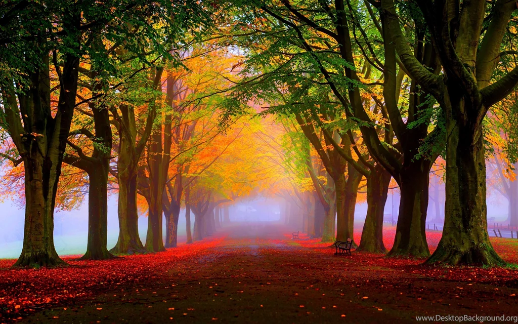 HD Backgrounds Forest Trees Fog Fall Leaves Wallpapers