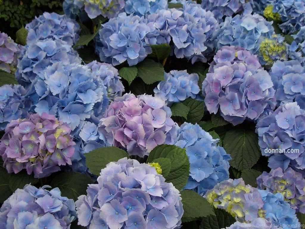 Hydrangea Backgrounds