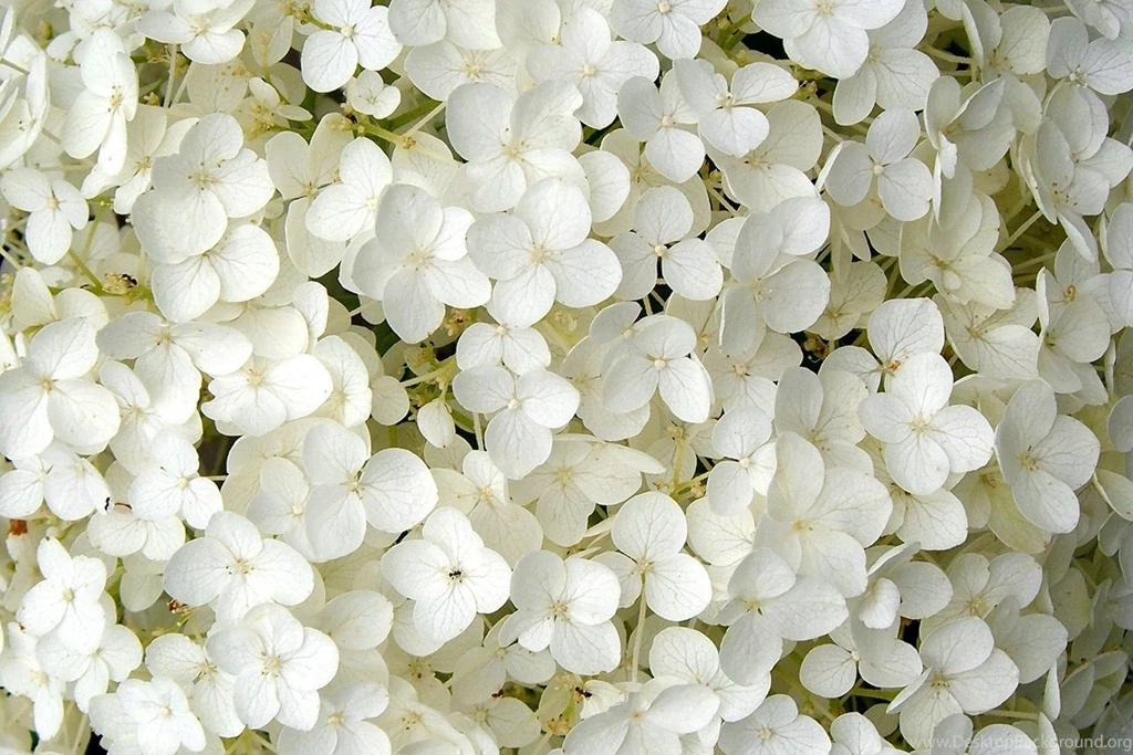 Picture Of The Week: Annabel Hydrangea