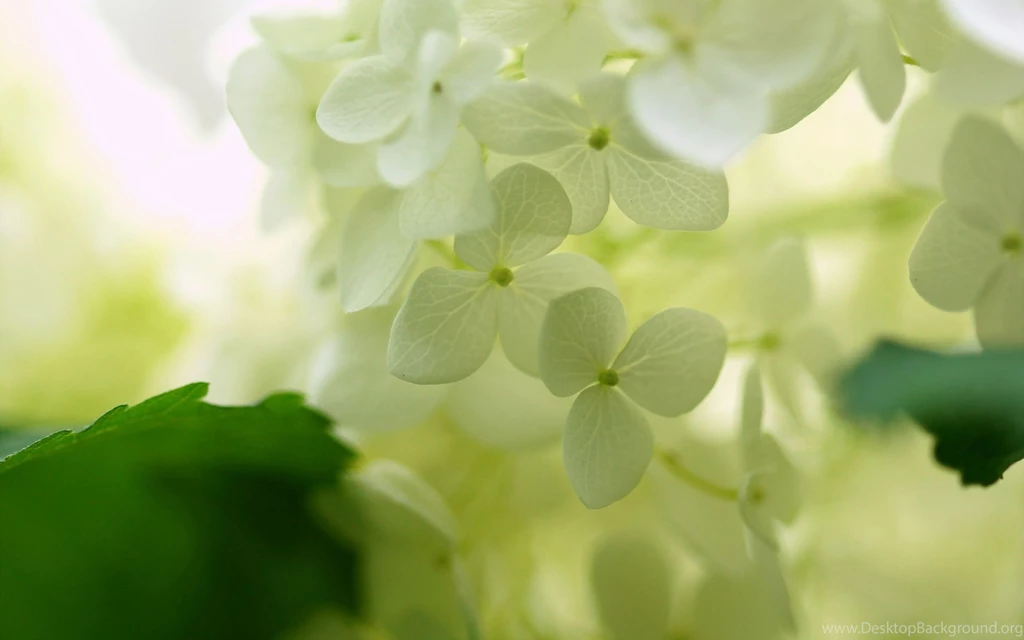 White Hydrangea Wallpaper.