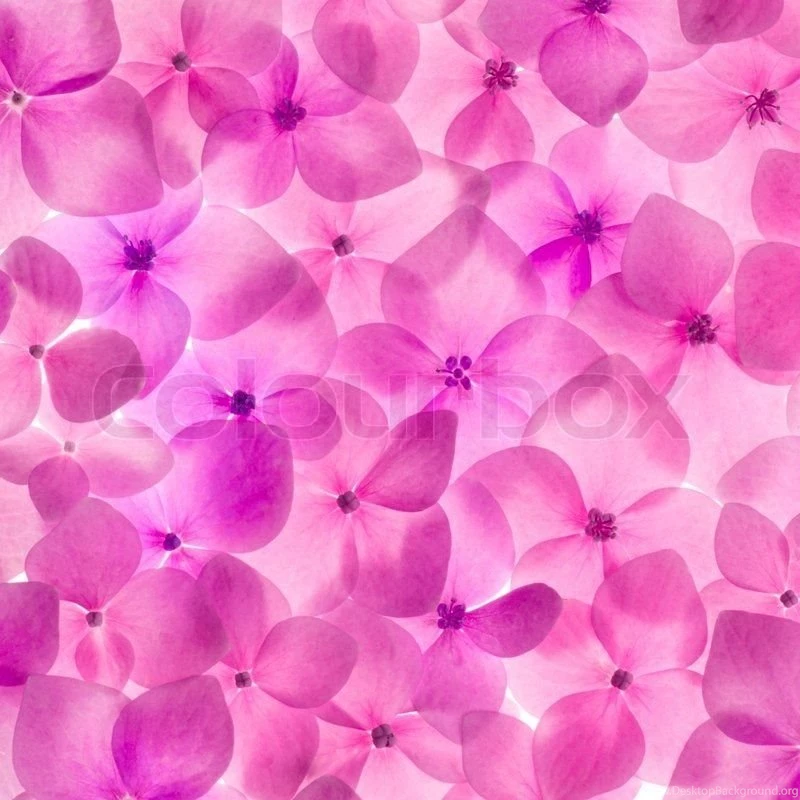 Pink Flower Hydrangea Backgrounds Close Up Romantic And Love ...