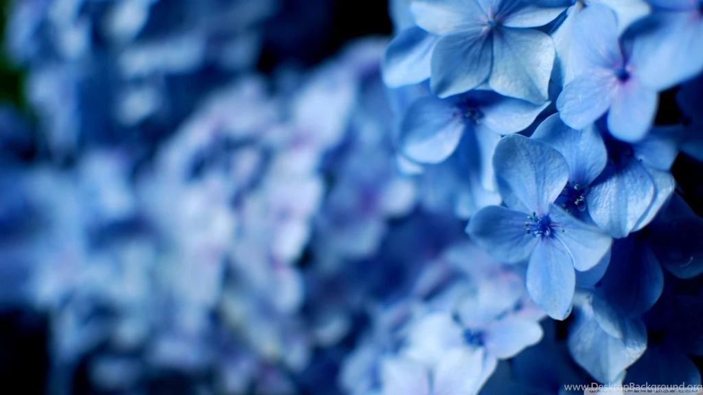 Blue Hydrangea Flowers HD Desktop Wallpapers : High Definition ...