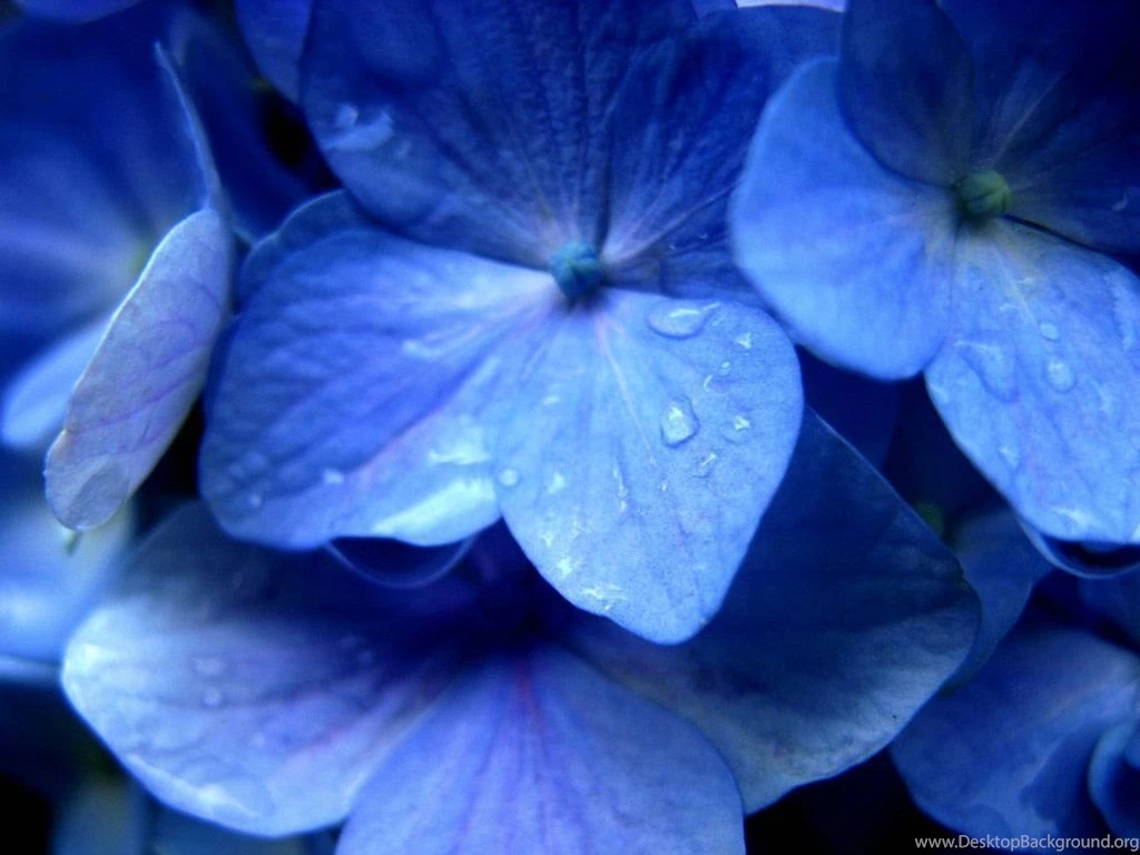 Hydrangea Images And Wallpapers Download