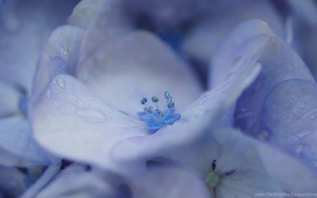 Download Wallpapers 2560x1600 Flowers, Macro, Hydrangea, Lilac ...