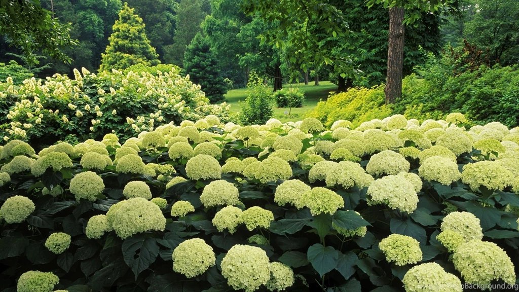 Flower Garden Images And Wallpapers Download