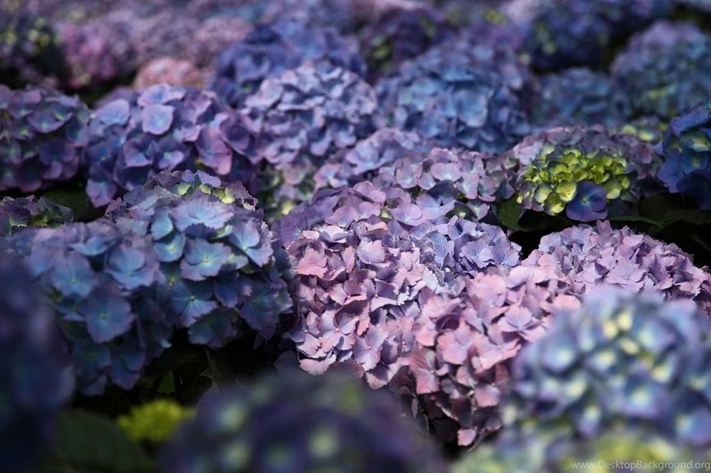 File:Purple hydrangea blue West Virginia ForestWander.jpg ...