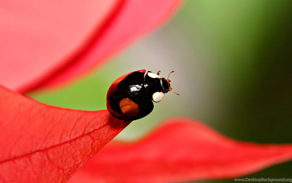 Free Wallpaper Backgrounds With Black Ladybug Picture In Macro