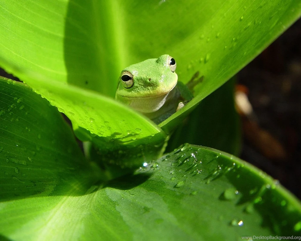Gallery For Free Frog Desktop Wallpapers
