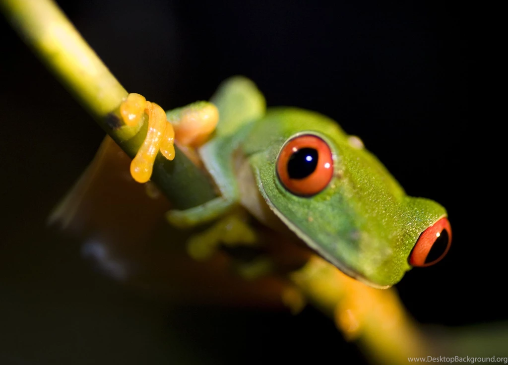 Gallery For Computer Wallpapers And Frogs