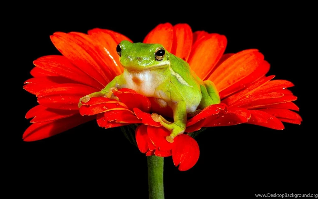 Gallery For Computer Wallpapers And Frogs