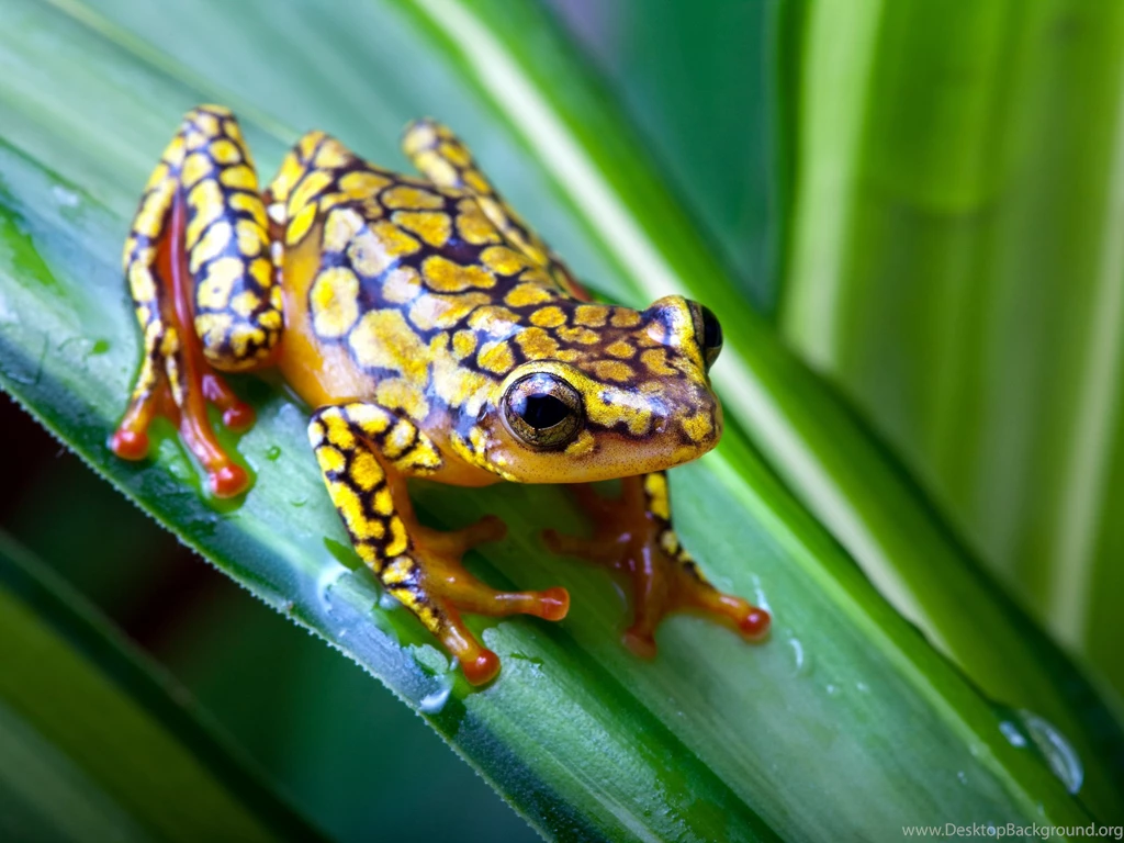 Harlequin Poison Dart Frog Computer Wallpapers, Desktop ...