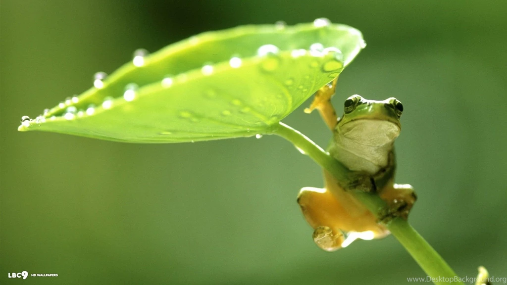 Frog Wallpapers 65/86
