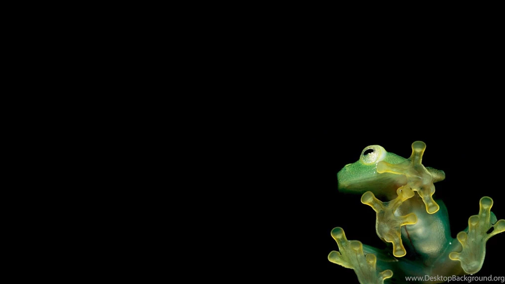 Frog Wallpapers 2048x1152 (