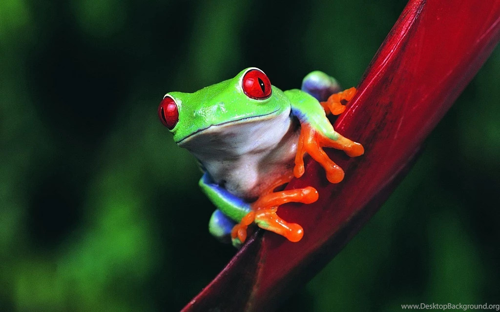Frog Big Mouth Desktop Backgrounds HD 1920x1080