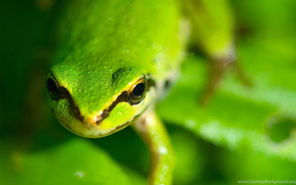 Frog Computer Wallpapers, Desktop Backgrounds