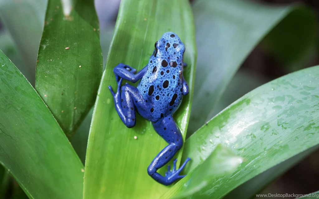 Frog Computer Wallpapers, Desktop Backgrounds