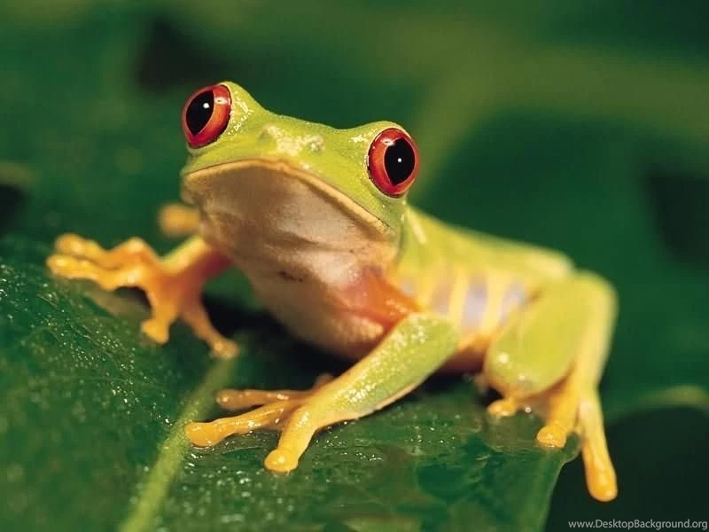Exquisite Nail Art Designs For Inspiration: Red Eye Tree Frog ...
