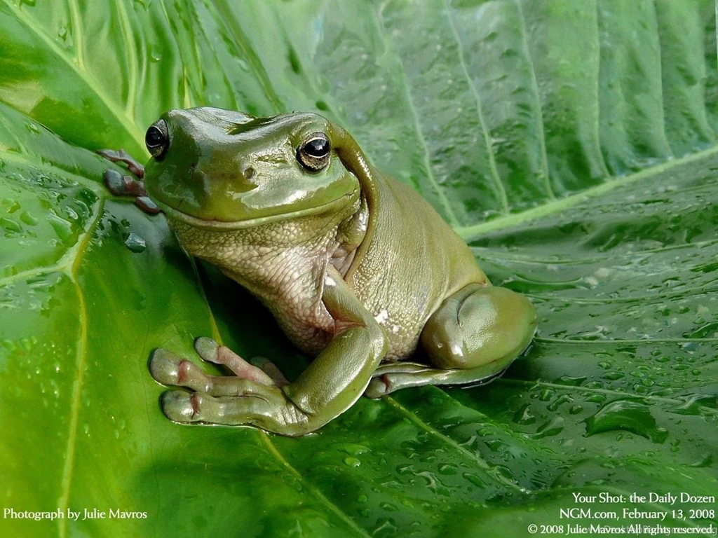 Cute Frog Backgrounds
