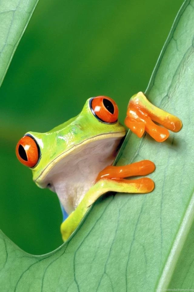 Frog iphone wallpaper for iphone 5 iphone 4 iphone 3gs ipod.jpg
