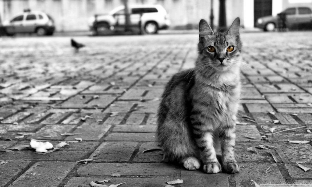 The Devil's Tattoo HD Desktop Wallpapers : Mobile : Dual Monitor