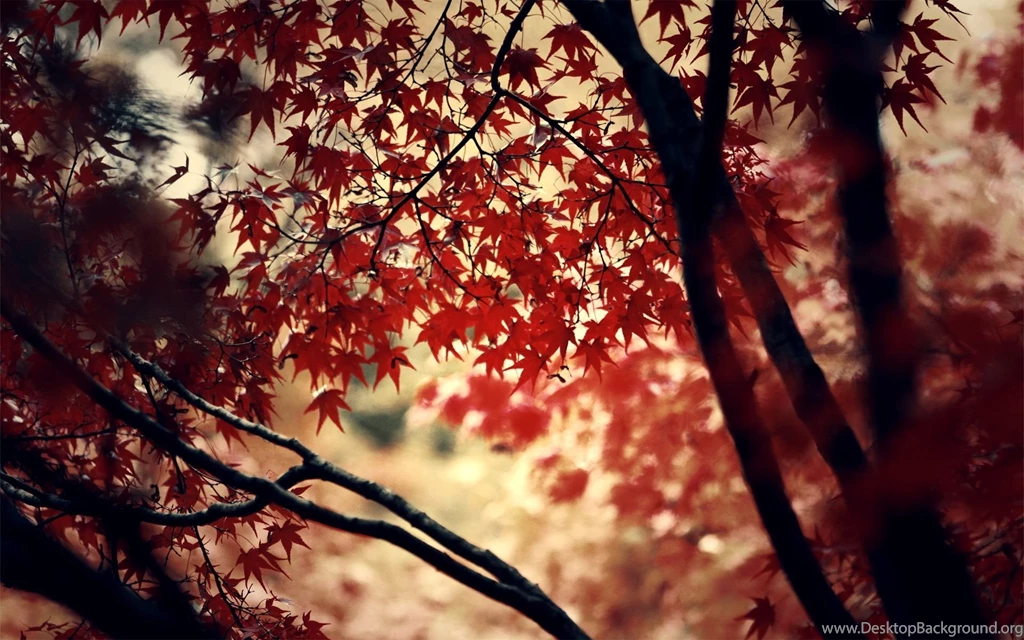 Theme Bin» Blog Archive » Red Wine HD Wallpapers