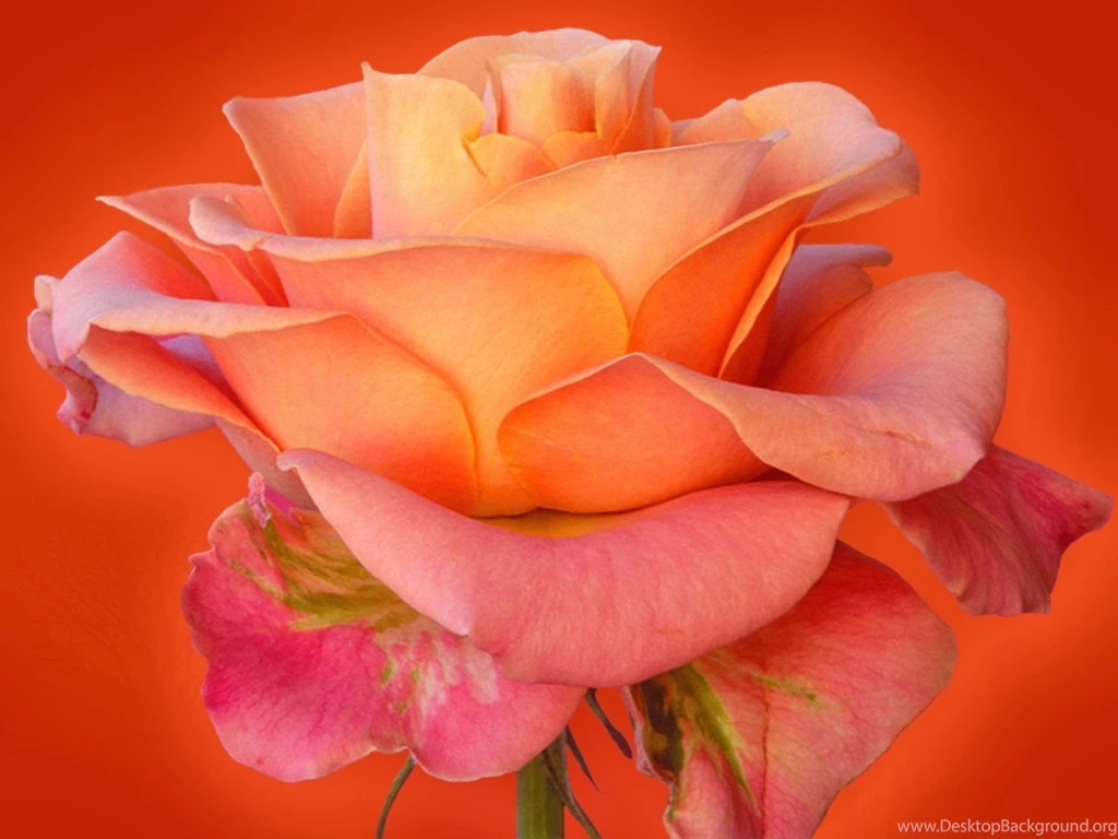 Rose Flower Images Free Download Hd Download