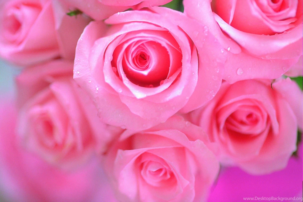Free Download 25 Best Peach Flower HD Wallpapers 2015