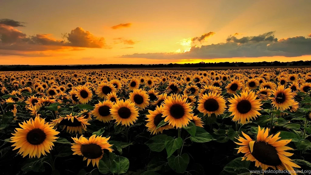 Sunflower Desktop Wallpaper, Sunflower Images, New Wallpapers
