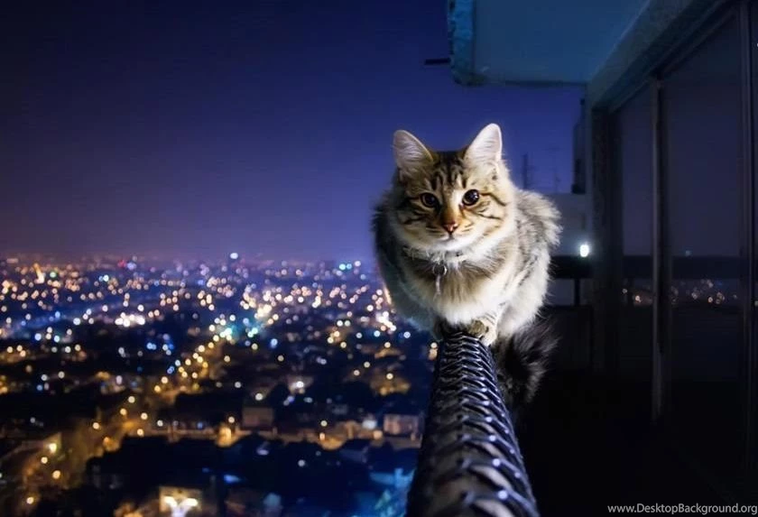 HD Wallpapers Animals Funny Cat Lover – HD WALLPAPER WIDE