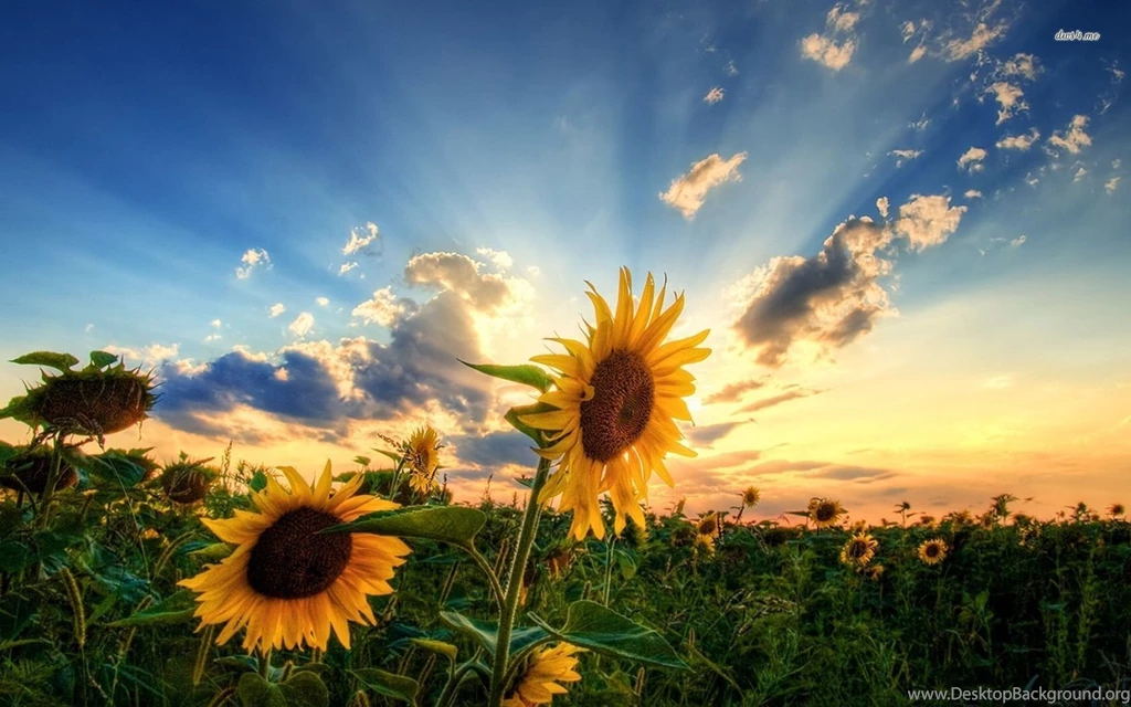 Sunflowers Wallpapers   Flower Wallpapers
