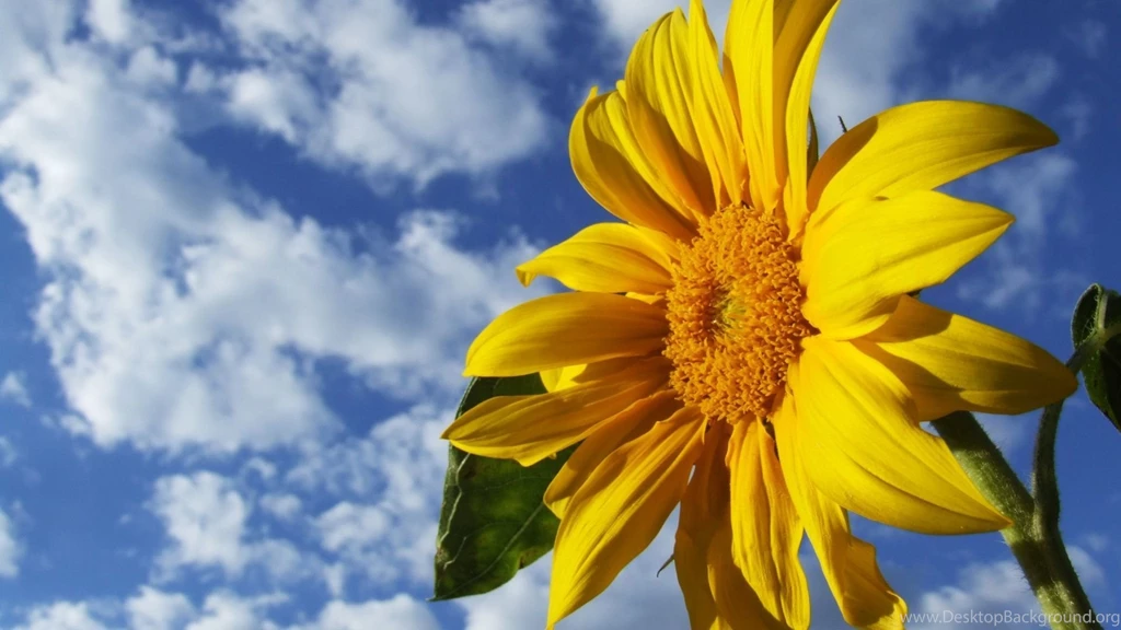 1920x1080 Sunflower Desktop PC And Mac Wallpapers