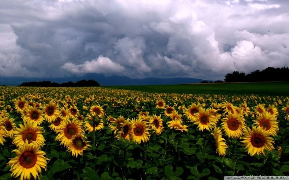 Sunflowers Field HD Desktop Wallpapers : Fullscreen : Mobile : Dual ...