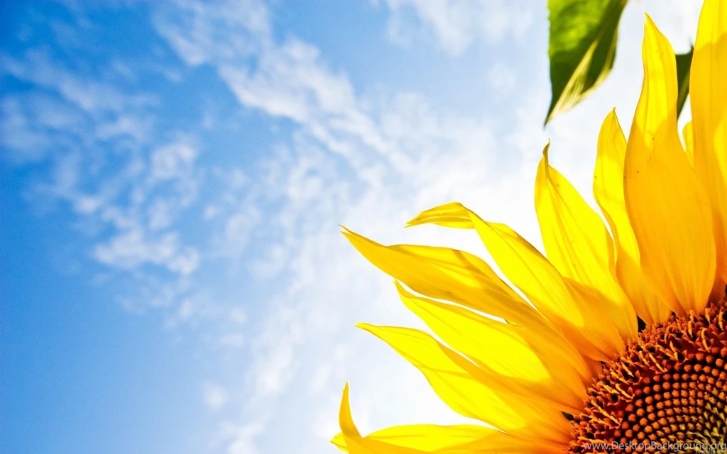 Sunflower HD Wallpapers