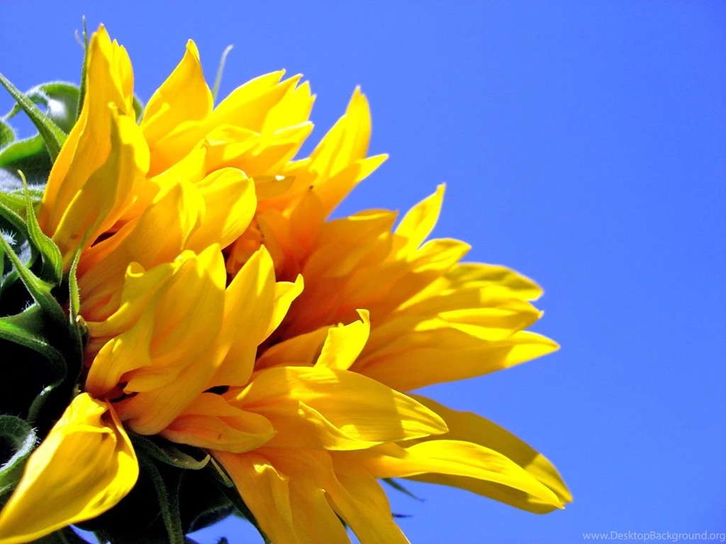 Sunflower Desktop Wallpapers Free