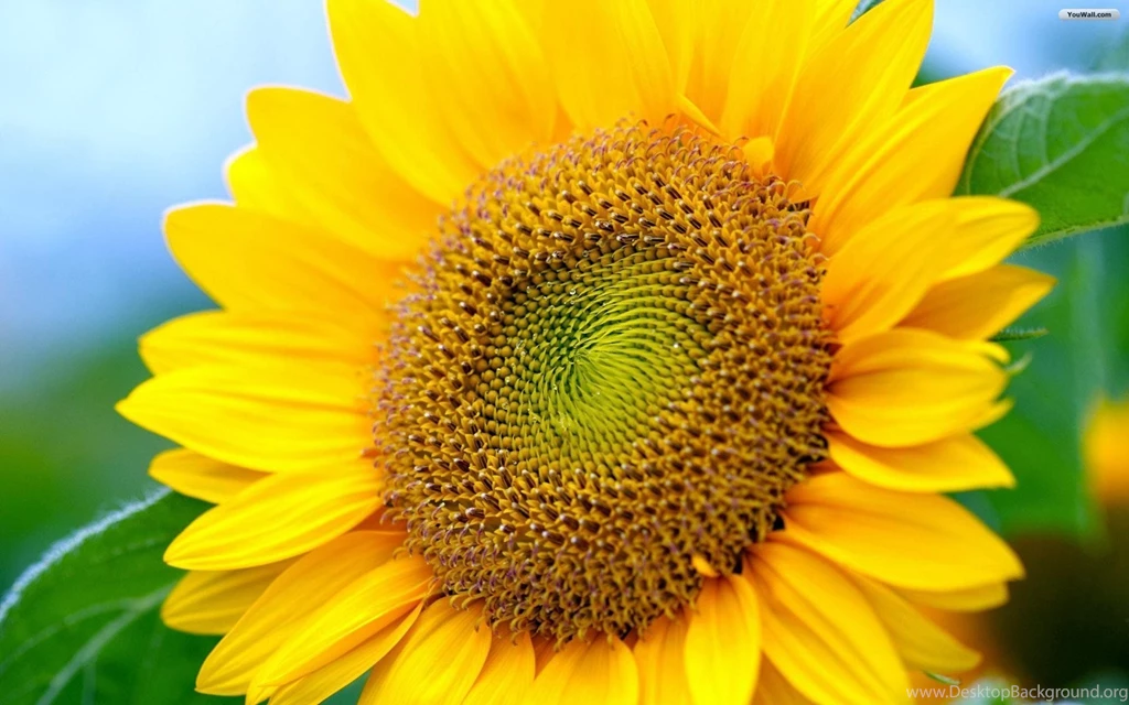 Sunflower Desktop Wallpapers Free