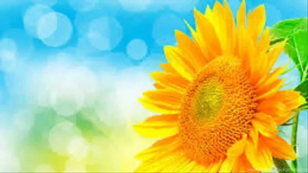 How To Draw Sunflower Desktop Backgrounds Cartoon YouTube