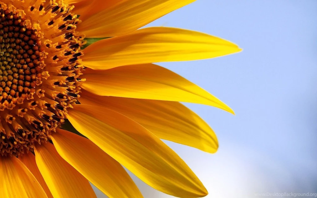 HD Sunflowers Wallpapers ~ Top Best HD Wallpapers For Desktop
