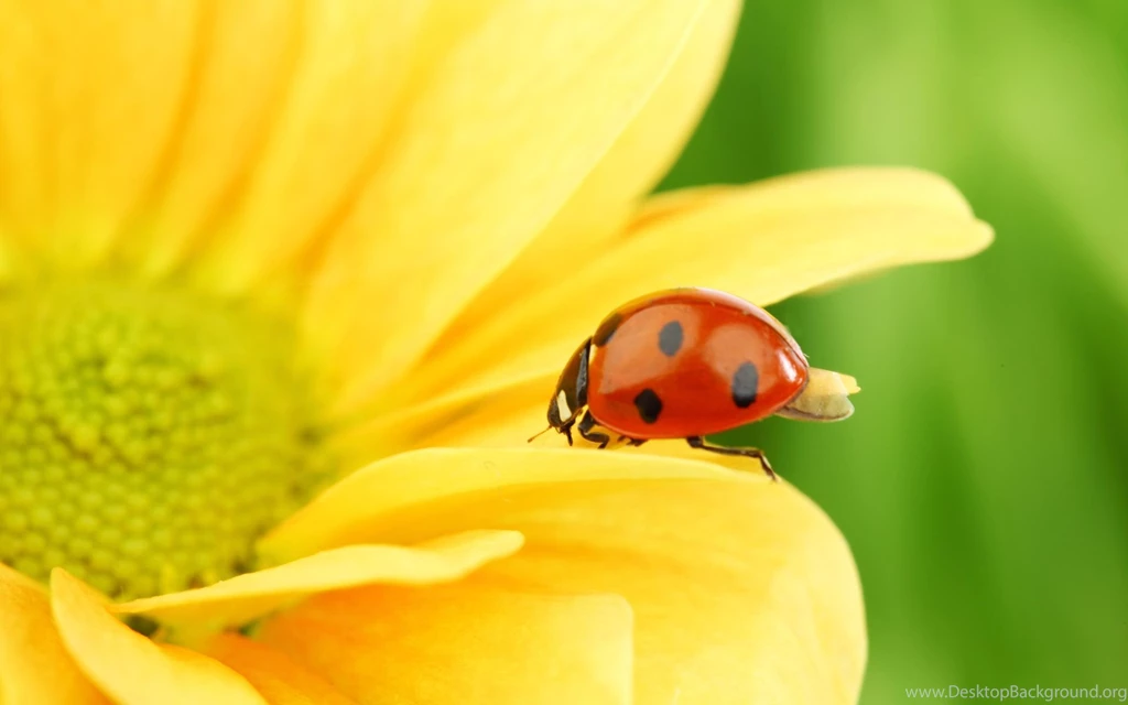 Sunflower Wallpapers Wallpapers HD Wallpapers 83242