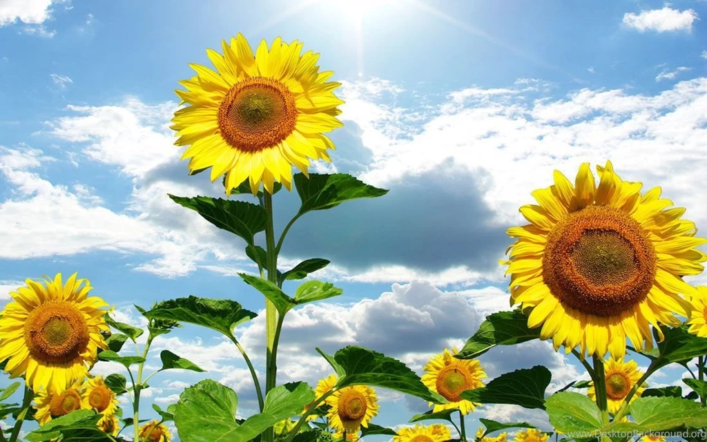 Sunflower Wallpapers Hd Best Picture For Desktop Backgrounds Poze ...